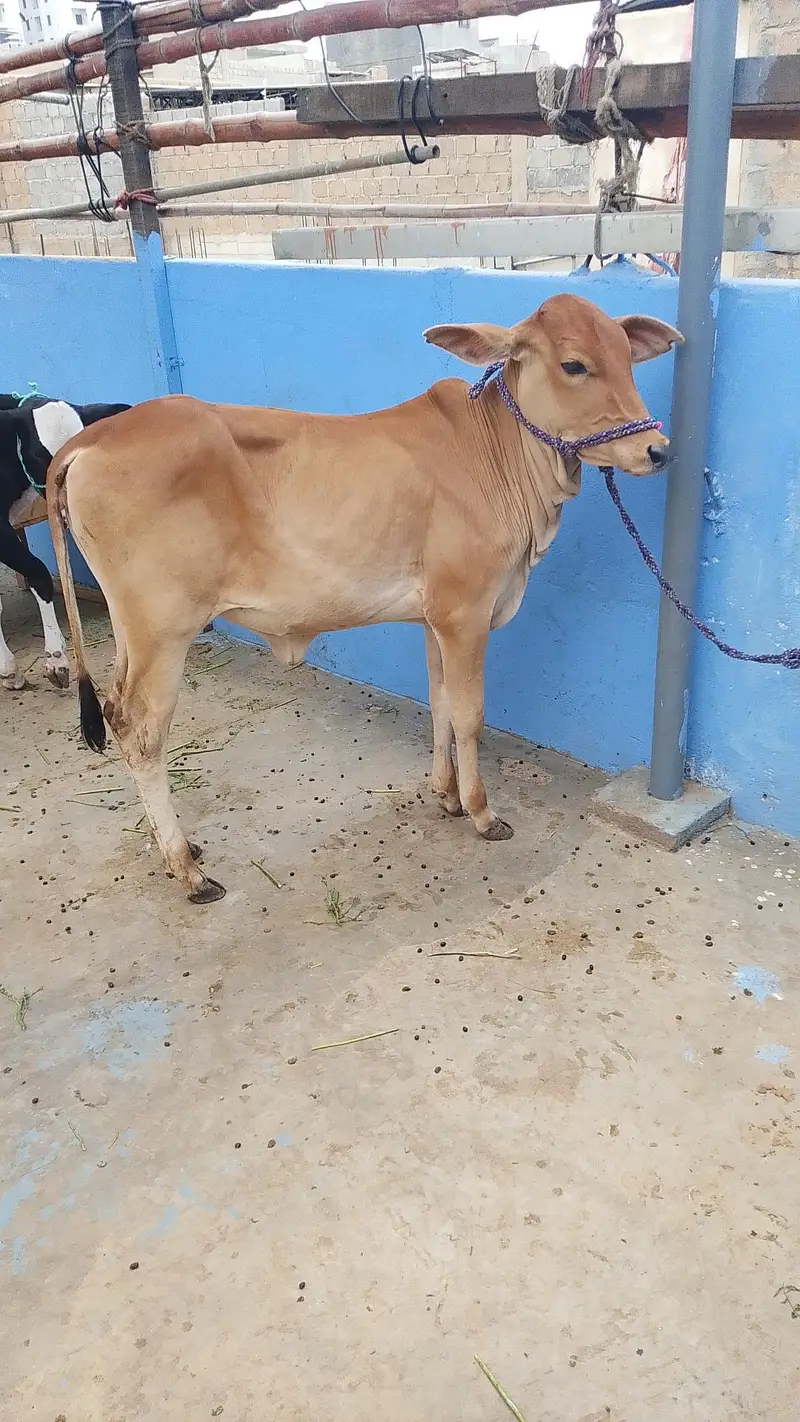 MASHALLAH SAHIWALI BACHRI BEST FOR QURBANI 2028 — photo 8