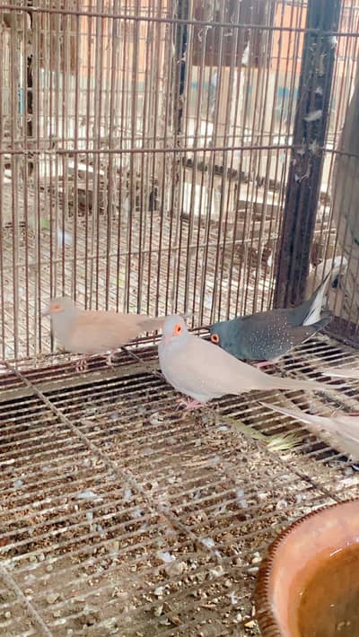 All setup up for sale in Karachi love birds doves