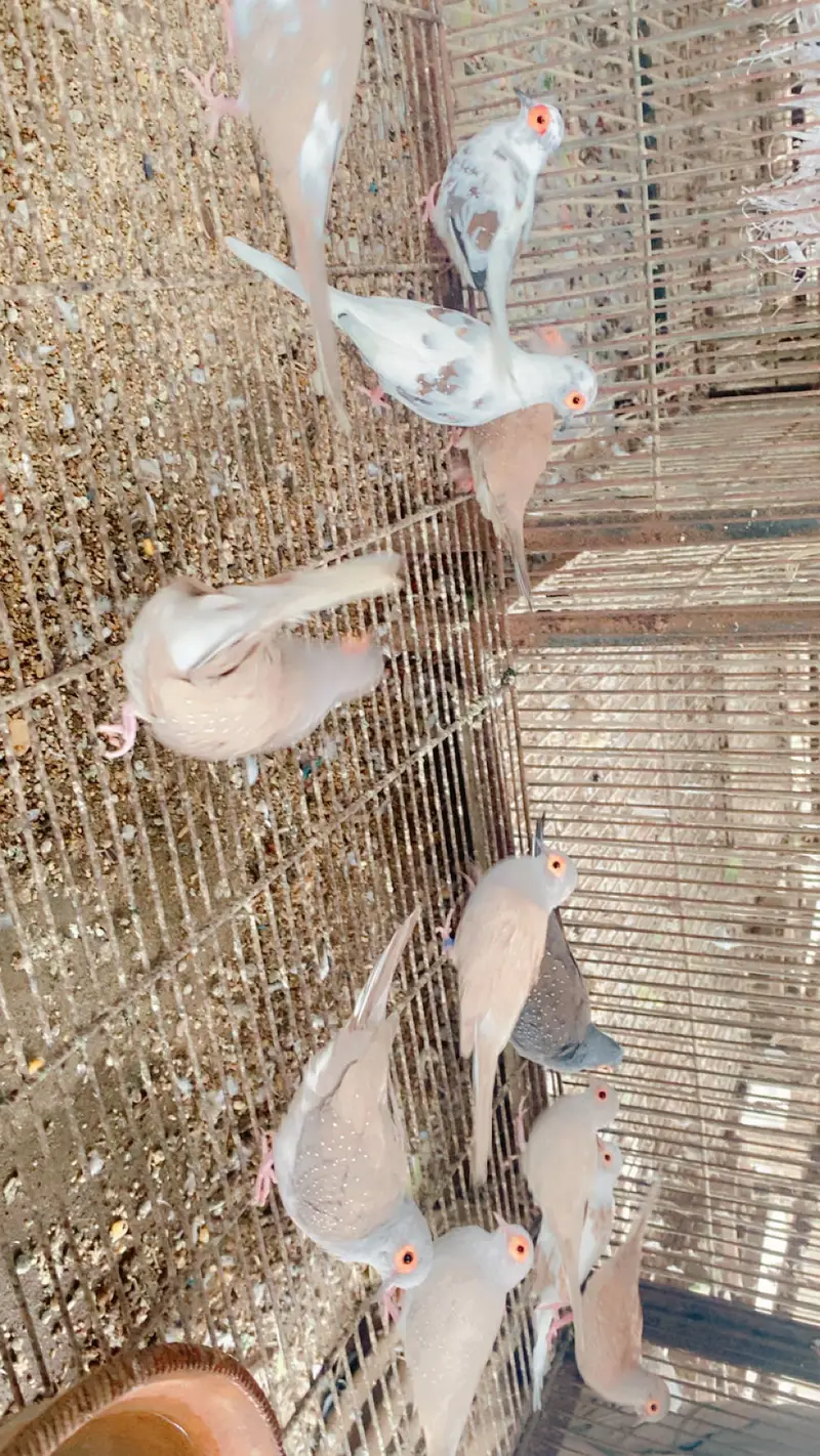 All setup up for sale in Karachi love birds doves — photo 2