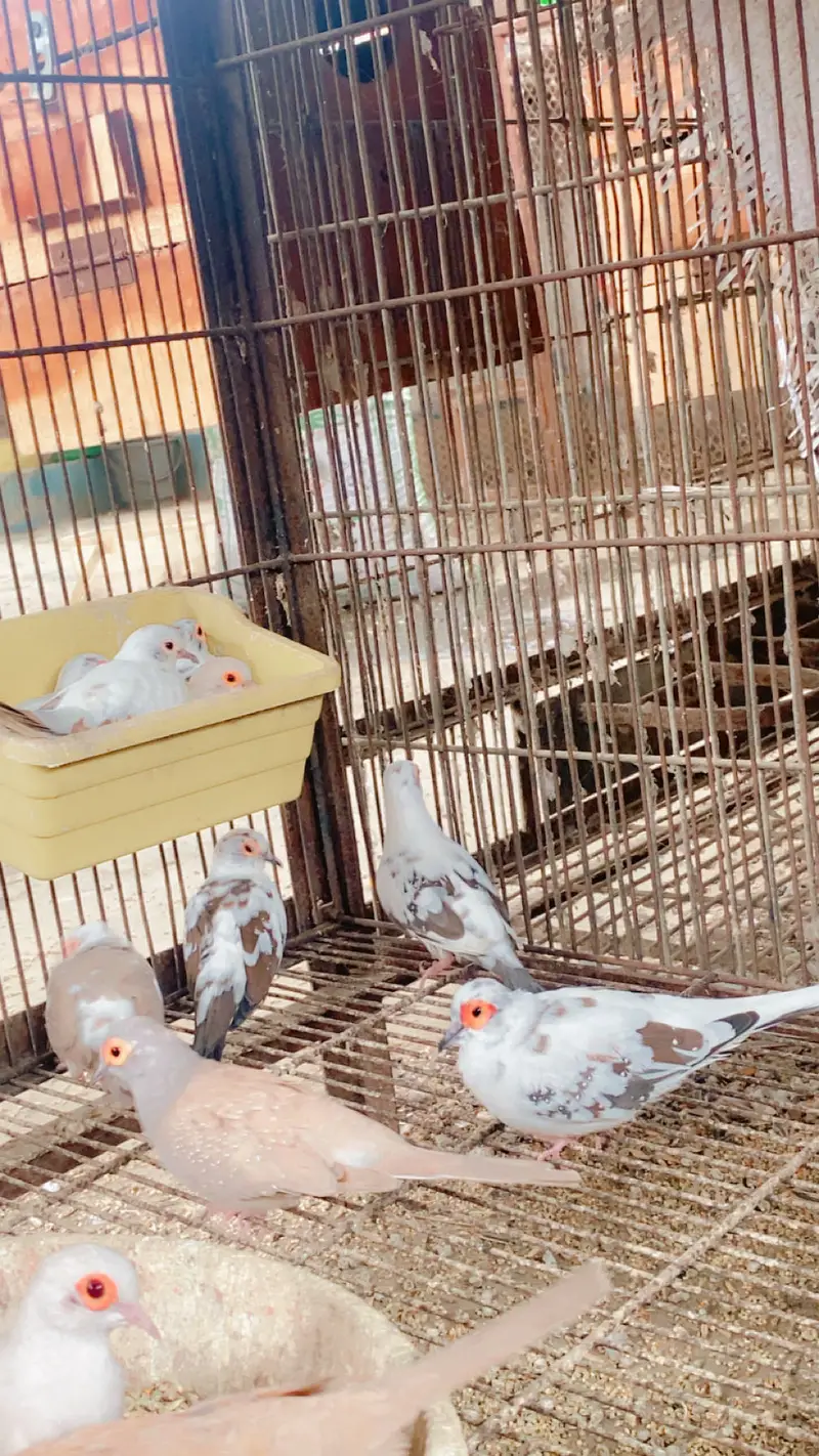 All setup up for sale in Karachi love birds doves — photo 3