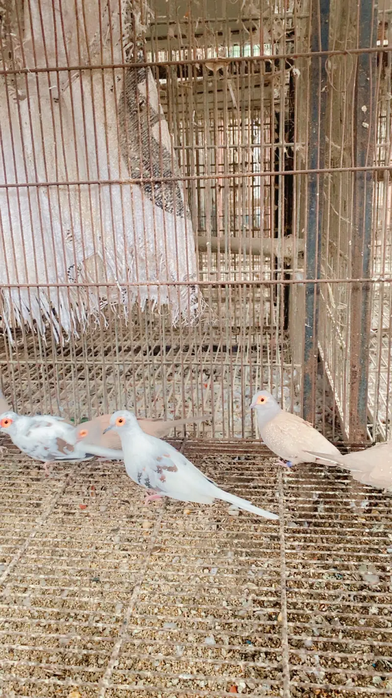 All setup up for sale in Karachi love birds doves — photo 4