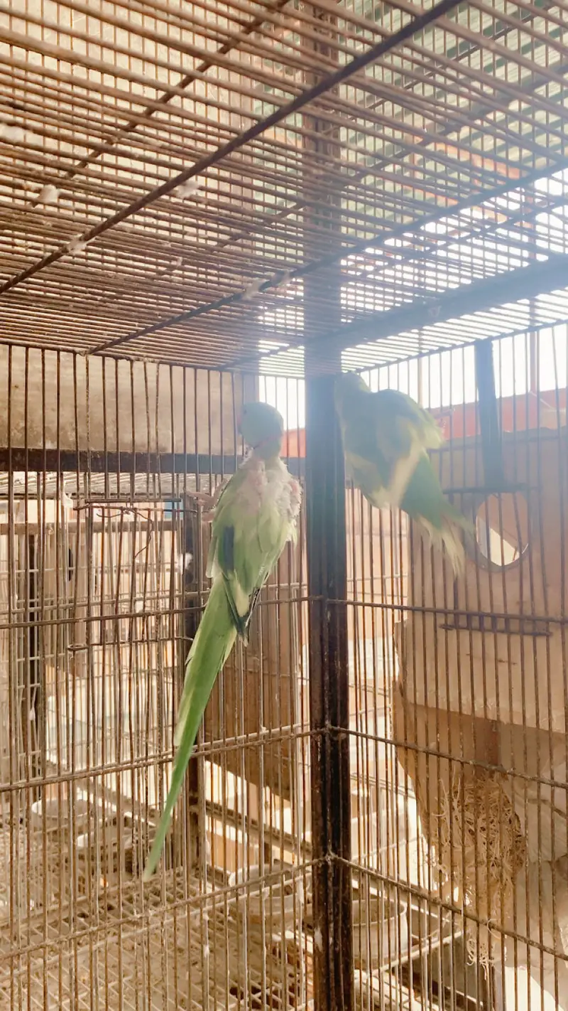 All setup up for sale in Karachi love birds doves — photo 6
