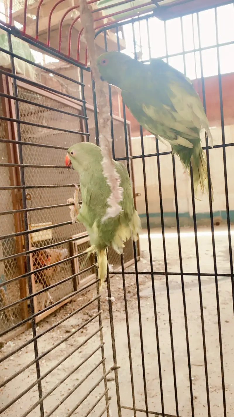 All setup up for sale in Karachi love birds doves — photo 7