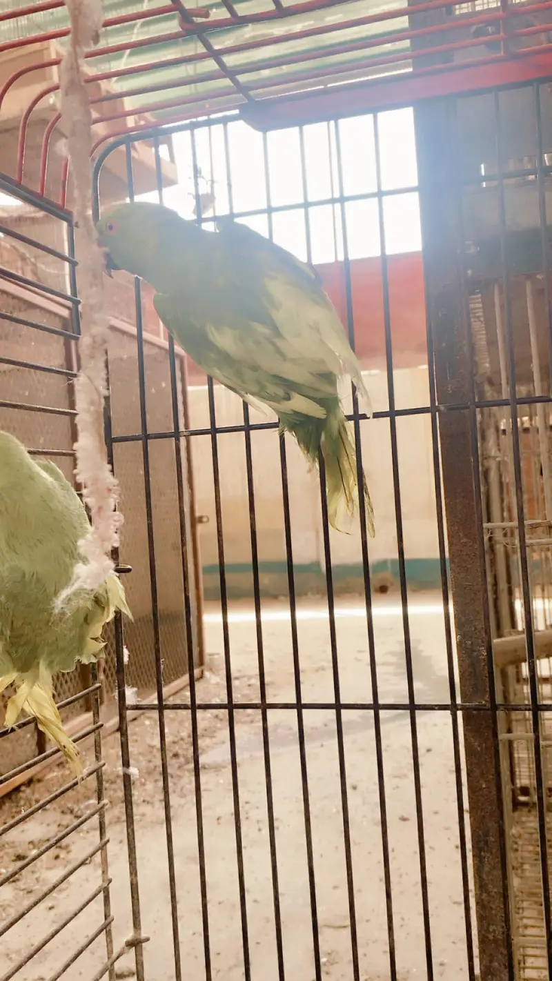All setup up for sale in Karachi love birds doves — photo 8