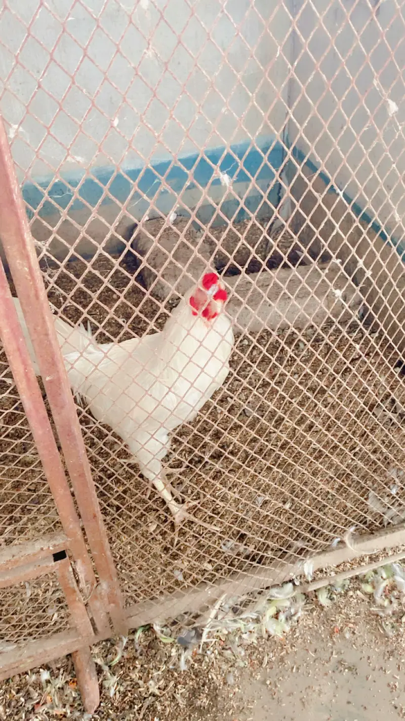 All setup up for sale in Karachi love birds doves — photo 9