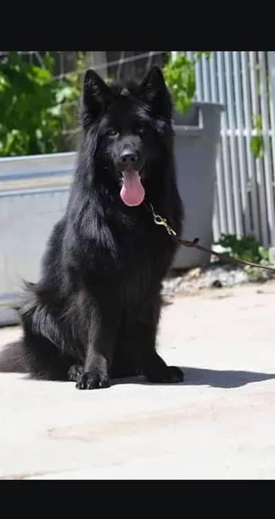 Black German shepherd puppies for sale