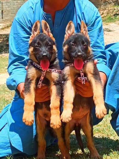 German Shepherd | Puppy | stock Coat | puppies | Dog For Sale | GSD