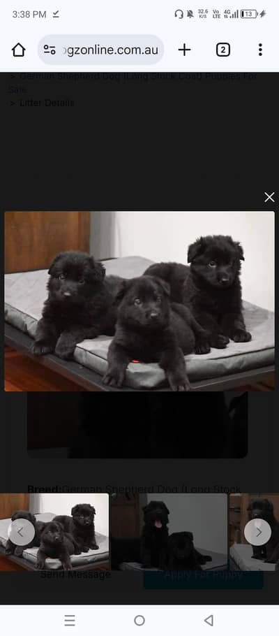 Pedigree Long coated Black German shepherd puppies for sale