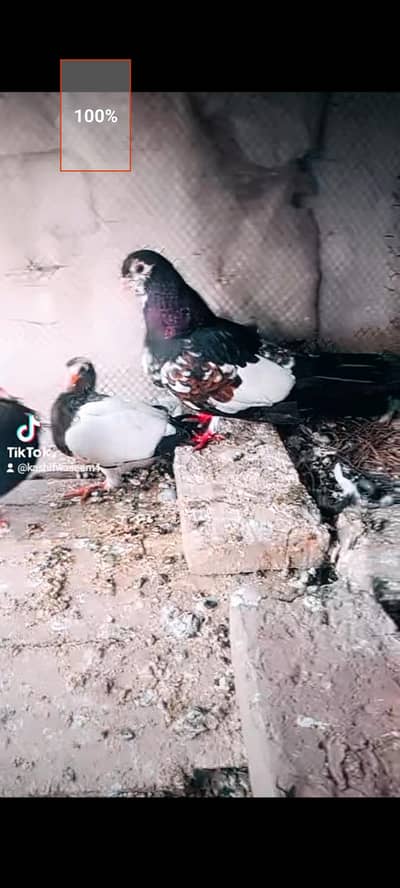 kahal pair