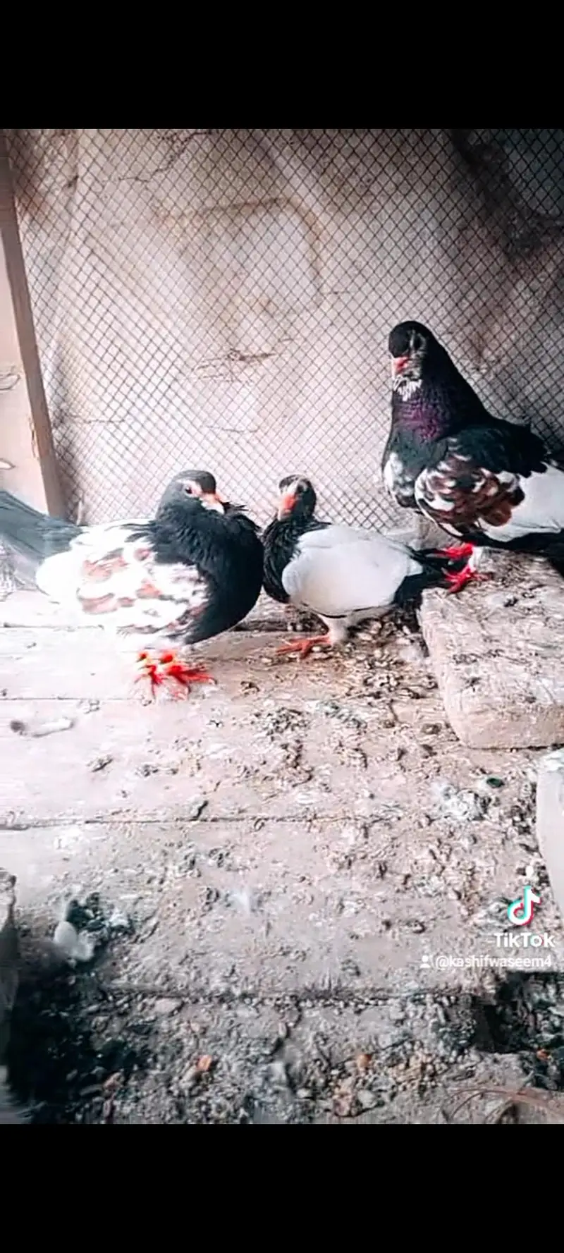 kahal pair — photo 2