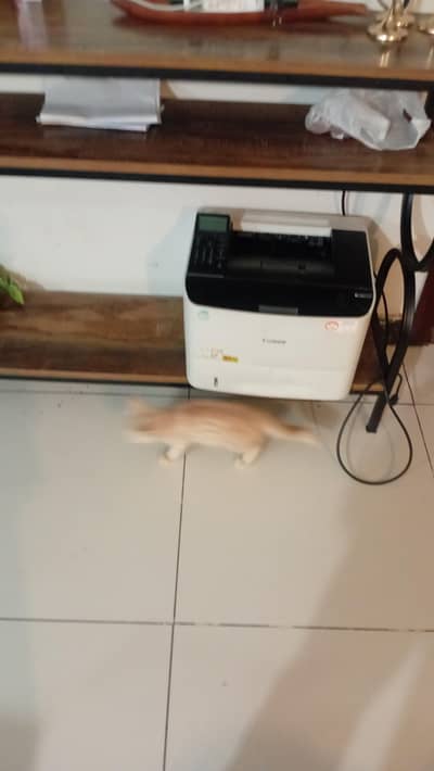 Persian cat 3months old more pics after u chat