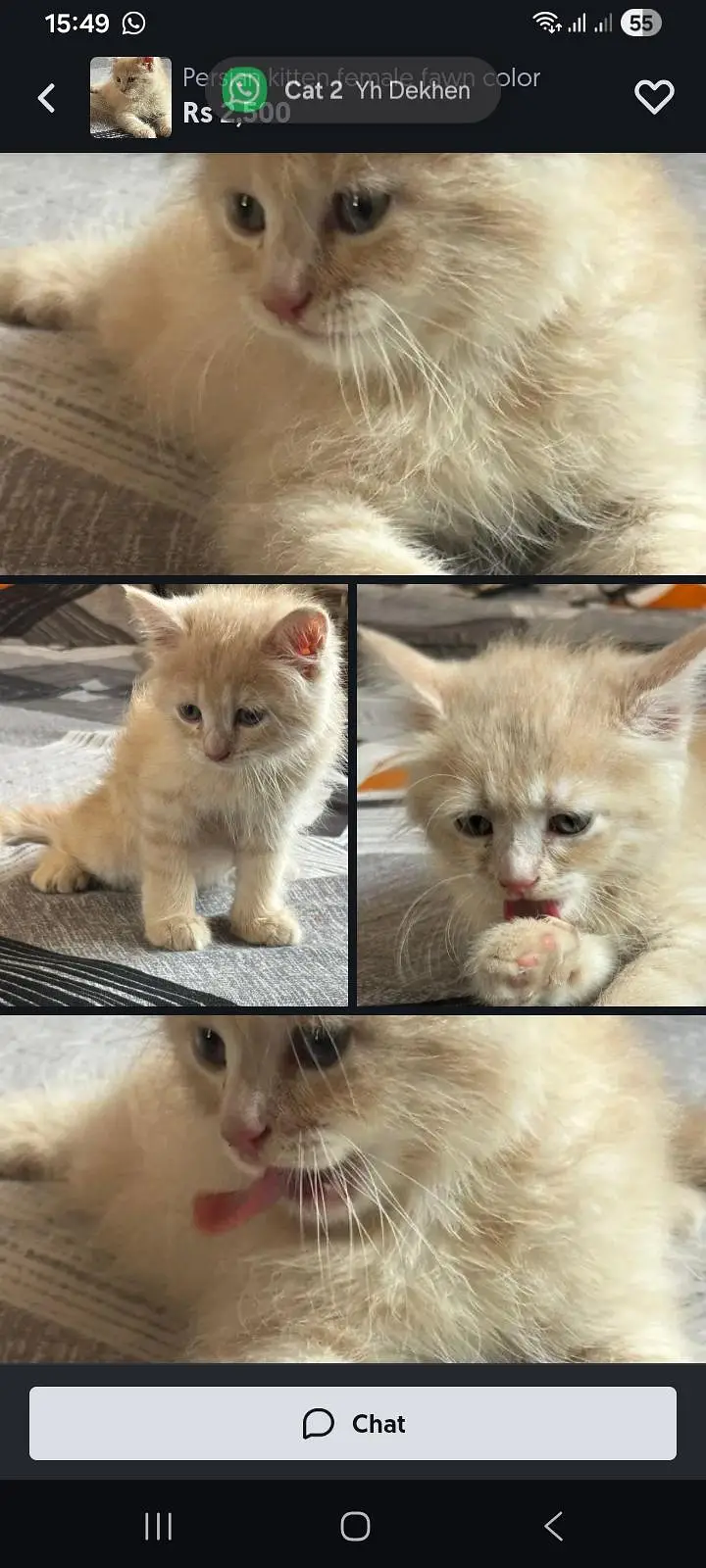 Persian cat 3months old more pics after u chat — photo 2