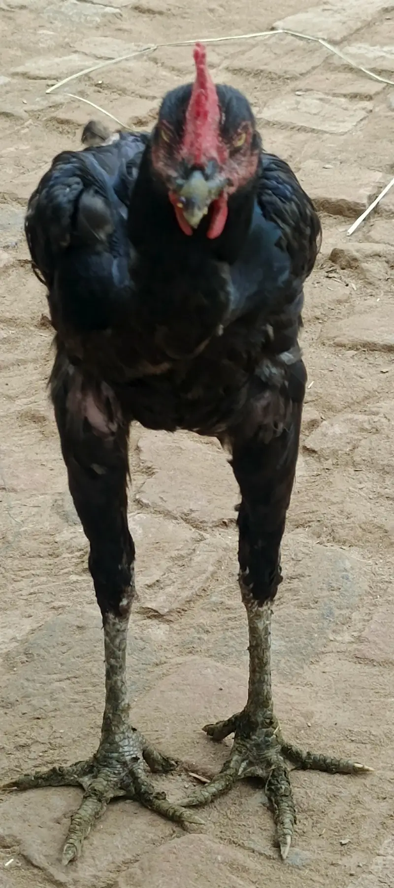 rabta nob 03036092013 — photo 2