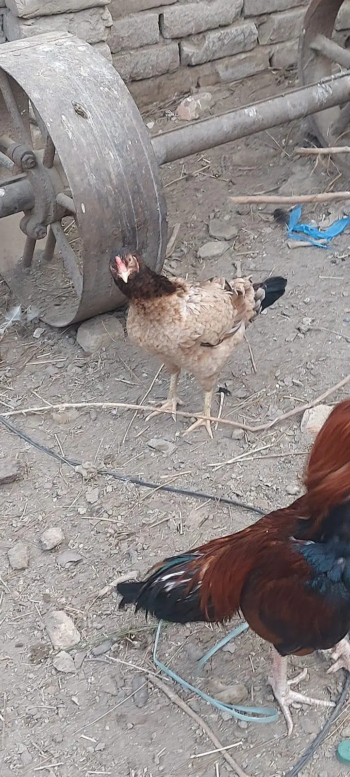 aseel murgi — photo 4