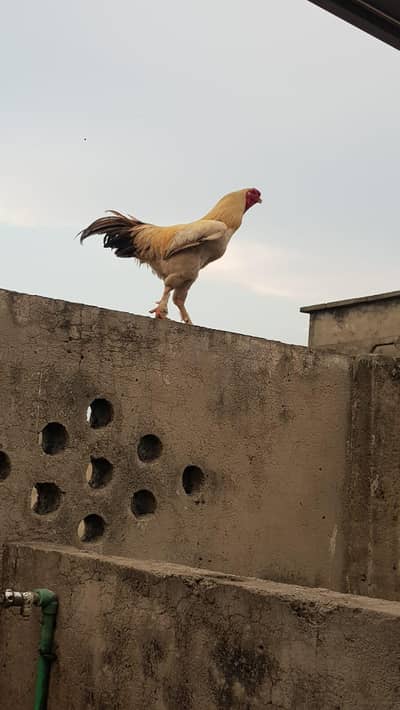1 GOLDEN BUFF | 1 King Size fancy aseel and 3 females