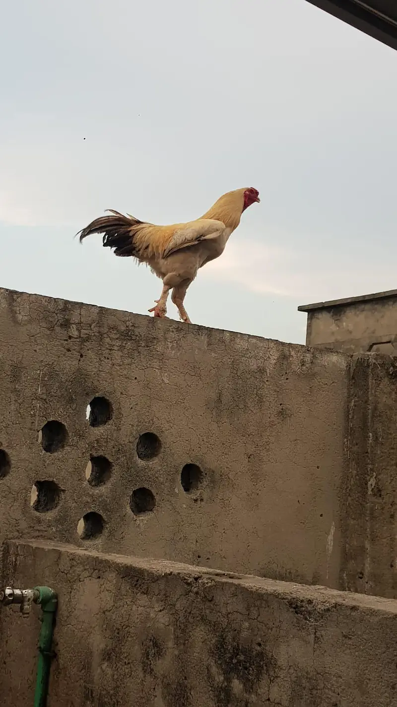 1 GOLDEN BUFF | 1 King Size fancy aseel and 3 females — photo 2