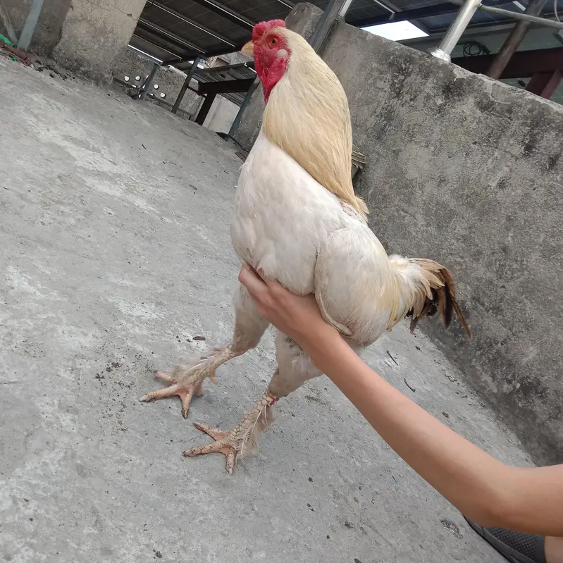 1 GOLDEN BUFF | 1 King Size fancy aseel and 3 females — photo 3