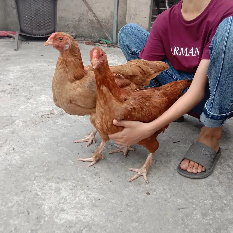 1 GOLDEN BUFF | 1 King Size fancy aseel and 3 females — photo 4
