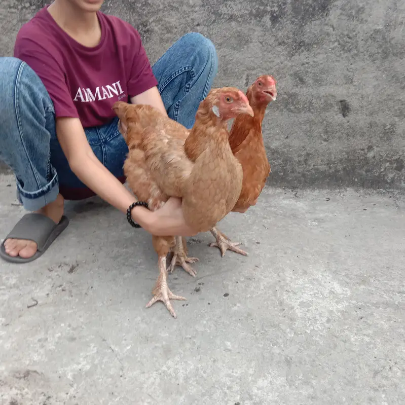1 GOLDEN BUFF | 1 King Size fancy aseel and 3 females — photo 5