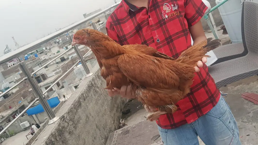 1 GOLDEN BUFF | 1 King Size fancy aseel and 3 females — photo 6