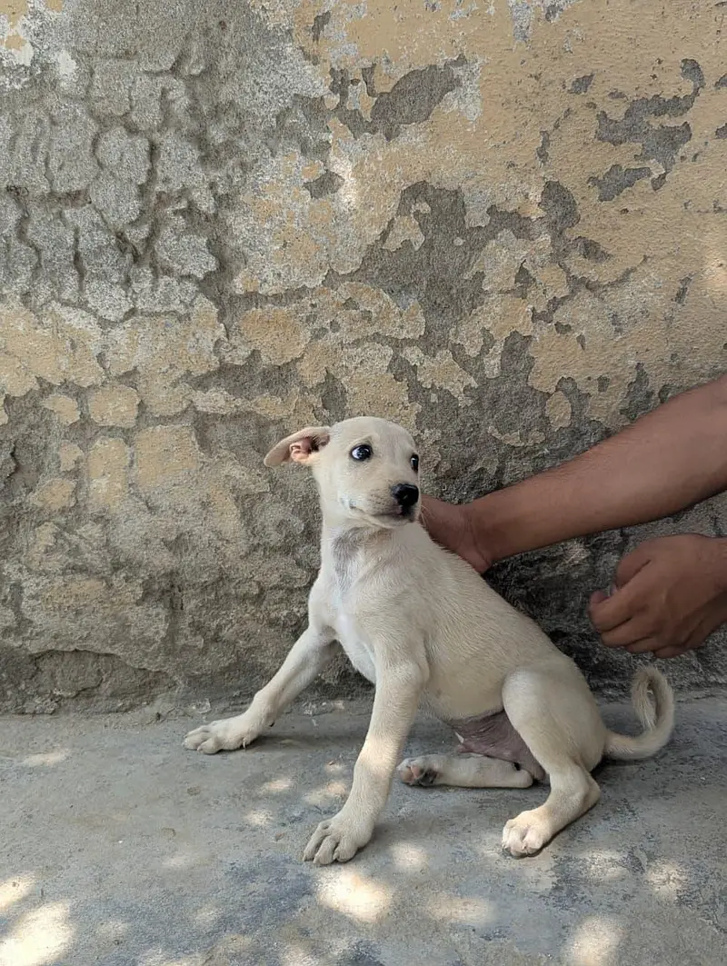 healthy and active dog is available for urgent sale — photo 2