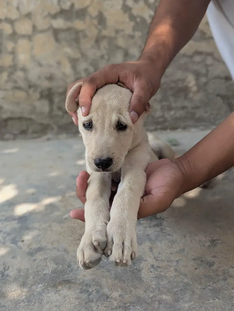 healthy and active dog is available for urgent sale — photo 3