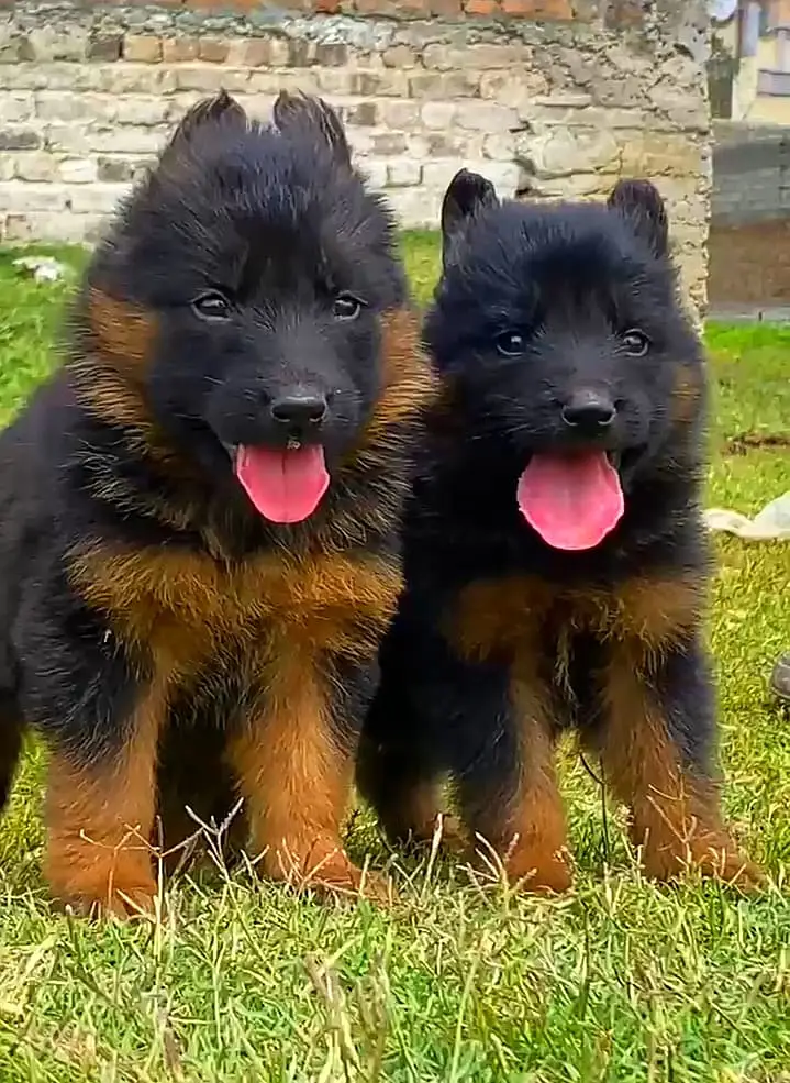 German Shepherd | Puppy | Long Coat | puppies | Dog For Sale | GSD — photo 2