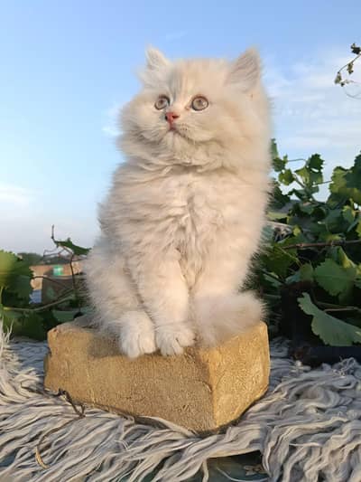 cash on delivery Persian Cats & Kittens Available — Healthy & Playful