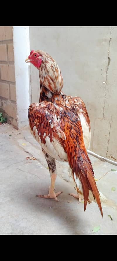 Aseel peela