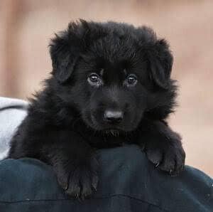 pedigree Long coated Black German shepherd puppies for sale
