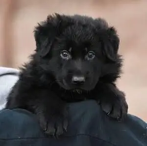 pedigree Long coated Black German shepherd puppies for sale
