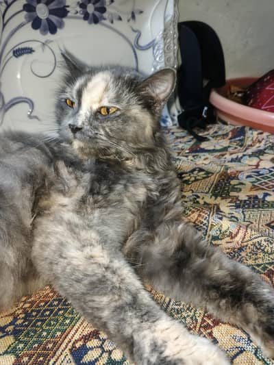 pershian family cat. contect nbr 03271274530.