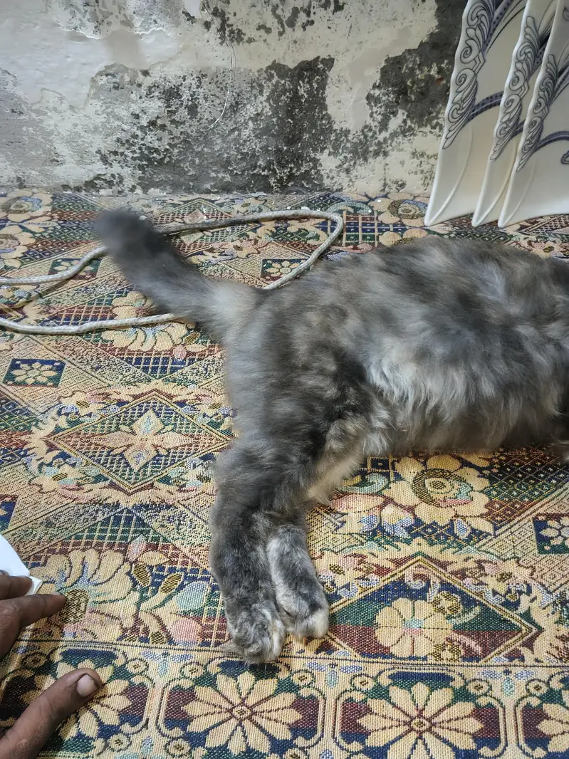pershian family cat. contect nbr 03271274530. — photo 2