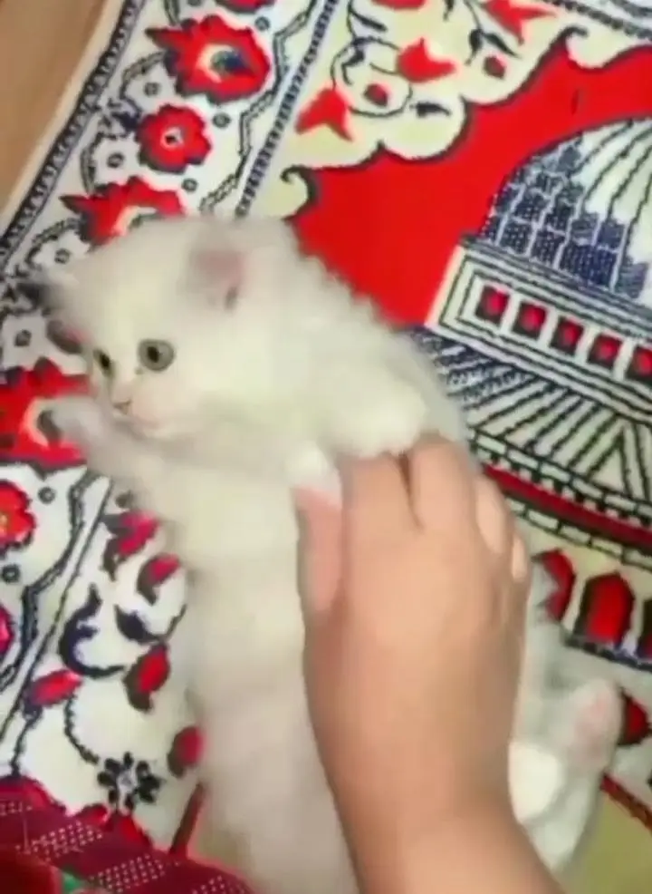 (Persian female kitten) (for sale all) (Pakistan delivery available) — photo 4