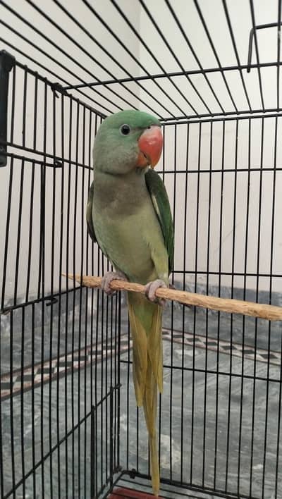 Hand tamed Raw Parrot