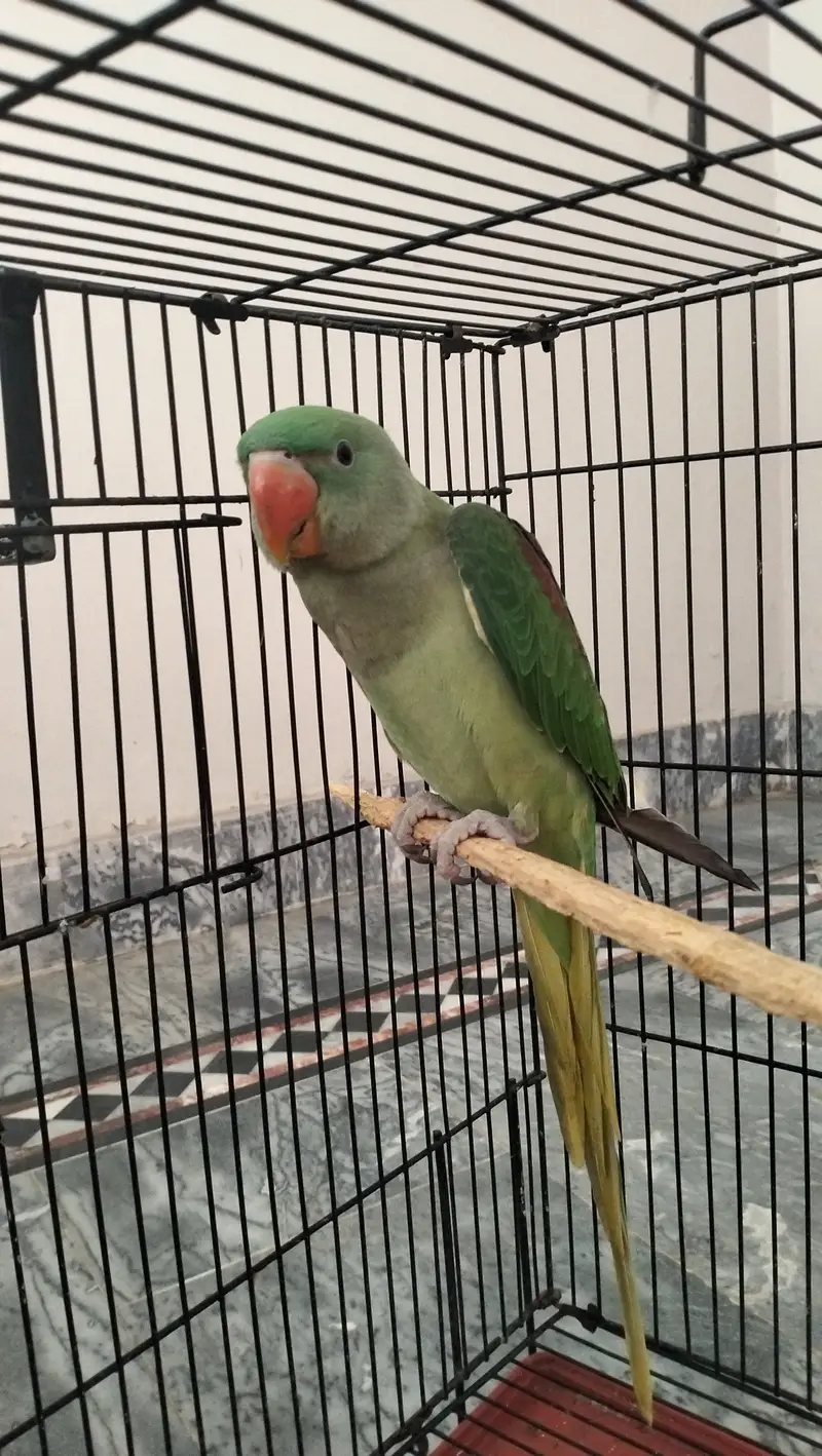 Hand tamed Raw Parrot — photo 2