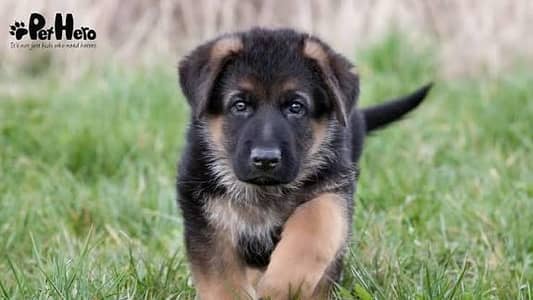 German shepherd puppies for sale