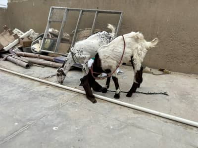 Bakra and Bakri for sale!!!