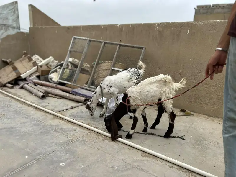 Bakra and Bakri for sale!!! — photo 2