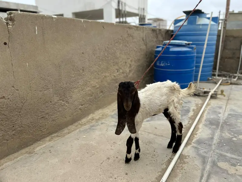 Bakra and Bakri for sale!!! — photo 3