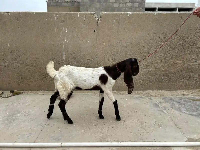 Bakra and Bakri for sale!!! — photo 4