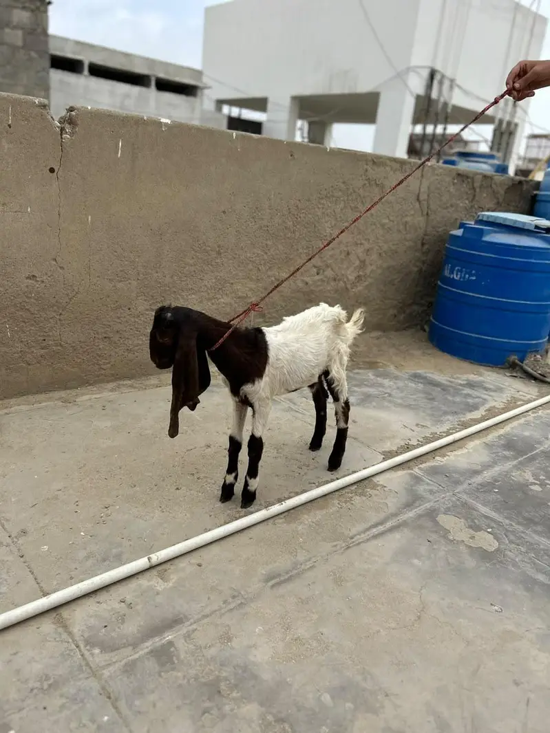 Bakra and Bakri for sale!!! — photo 5