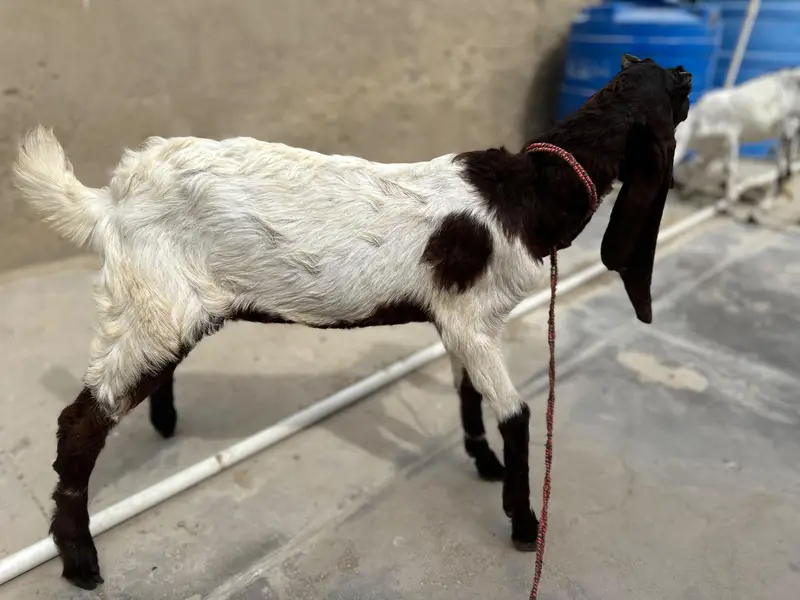 Bakra and Bakri for sale!!! — photo 6