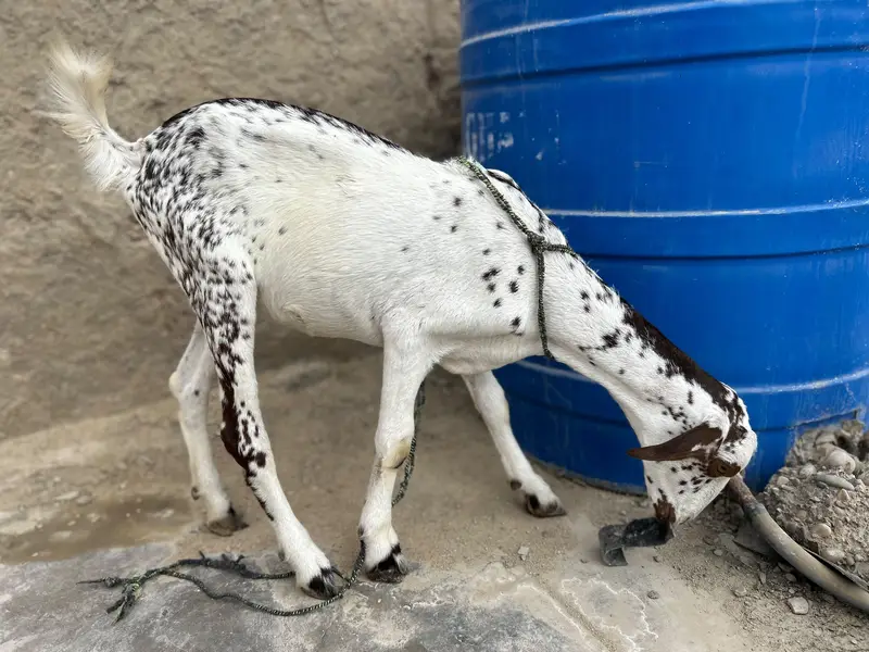 Bakra and Bakri for sale!!! — photo 7