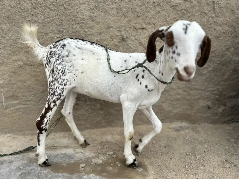 Bakra and Bakri for sale!!! — photo 9