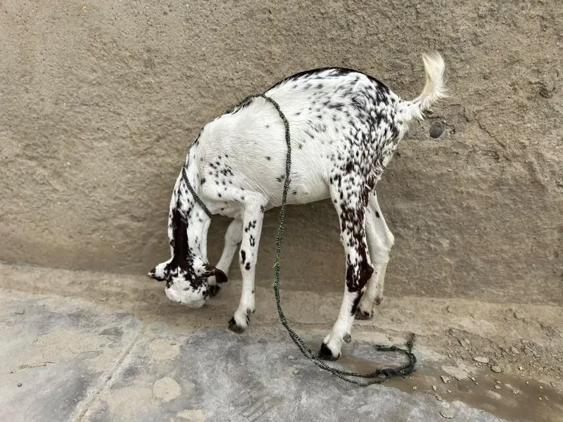 Bakra and Bakri for sale!!! — photo 10