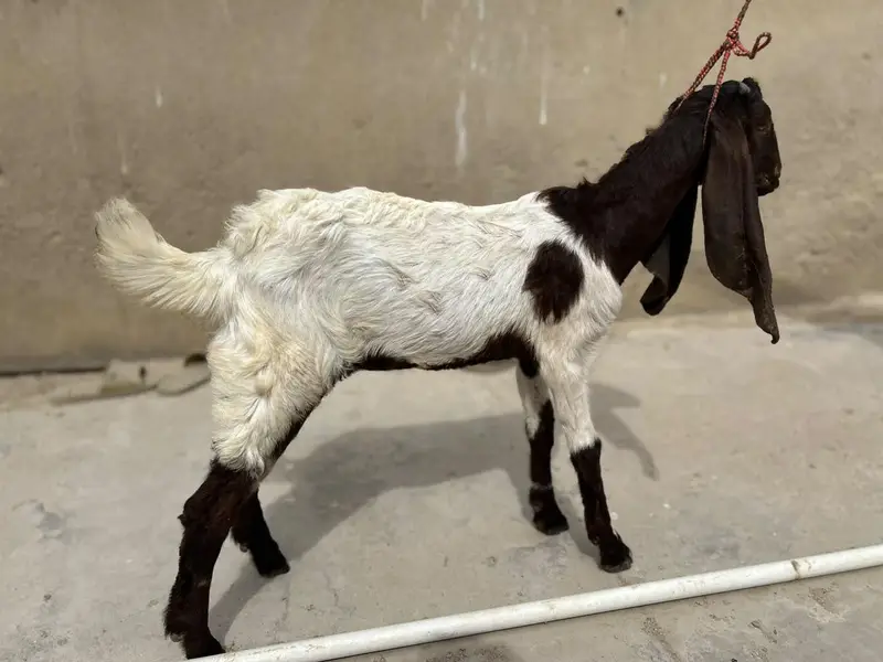 Bakra and Bakri for sale!!! — photo 11