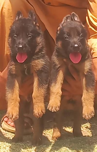 pure garman Shepard long caot show quality puppies
