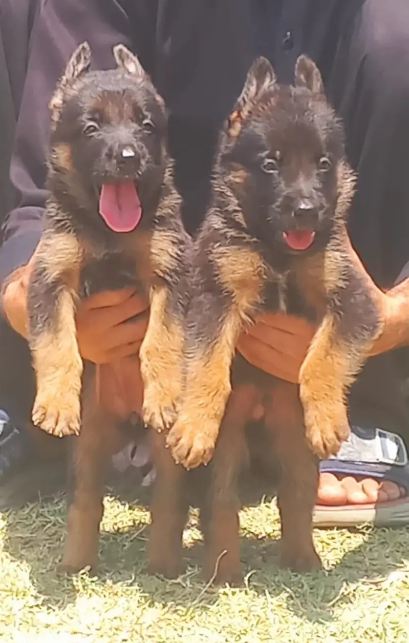 pure garman Shepard long caot show quality puppies — photo 2