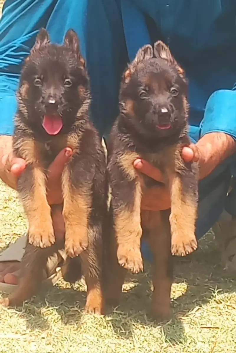 pure garman Shepard long caot show quality puppies — photo 3